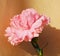 Pink carnation, symbol of innocence