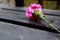 Pink carnation on wooden chair