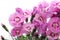 Pink carnations