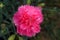 Pink carnations, beautiful flower