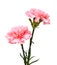 Pink carnations flower