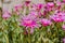 Pink Carpet, Ice Plant