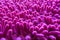 Pink carpet softness texture of doormat, select focus close-up image