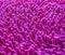 Pink carpet softness texture of doormat, select focus close-up image