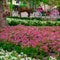 Pink carriage in the city of Palma de Mallorca