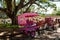 Pink carriage and horse, Tiradentes City, Brazil