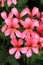 Pink cascading geranium flower in garden