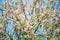 Pink cassia flower bouquet