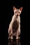 Pink Cat of breed Sphynx Sits. Naked cat with Mirror on Black