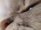 Pink cat`s nose close up