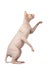 Pink Cat Sphynx Sits and Raising Up Paw Isolated on White