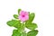 Pink catharanthus flower