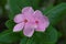 Pink Catharanthus flower, Catharanthus sp.