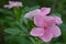 Pink Catharanthus flower, Catharanthus sp.