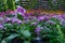 Pink catharanthus roseus bloom