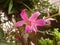 Pink Catleya Orchid Flower