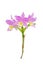 Pink cattleya orchid