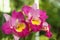 Pink Cattleya Orchid,
