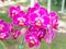 Pink cattleya orchid