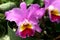 Pink cattleya orchid