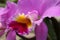 Pink cattleya orchid closeup