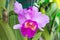 Pink Cattleya Orchid Flower.