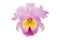 Pink Cattleya Orchid Flower Isolated on White Background