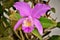 The pink cattleya orchid in the yard