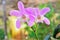 A pink cattleya orchid with yellow flowers in the yard