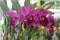 Pink cattleya orchids