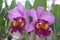 Pink cattleya orchids
