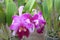 Pink cattleya orchids