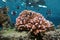 Pink cauliflower coral with fish Pacific ocean