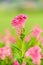 Pink Celosia argentea