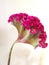 A pink Celosia Cristata flower