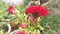 The pink celosia cristata plant