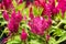 Pink celosia flowers