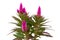 Pink Celosia Venezuela plant in closeup