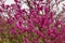 pink cercis flowers in the park.