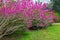 Pink cercis flowers. Spring time. Purple blossom of redbud tree. Beatiful decorative bush