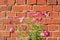Pink chamomile flowers Pyrethrum Daisy on red brick background