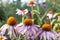 Pink chamomile striped bumblebee and a butterfly of chocolate color.