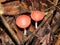 Pink Champagne (Cookeina speciosa) Cup Fungi on decay wood