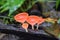 Pink Champagne mushrooms, Cookeina speciosa, Pink Red burn cup mushroom, mycelium, in tropical forest of Costa Rica 2022.