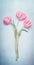 Pink charming gentle spring tulips bunch in pastel color on blue background, top view.