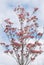 Pink Cherokee Brave Dogwood Blooms against Sky SKY