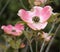 Pink Cherokee Brave Dogwood Blossom, Close up
