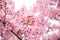 Pink Cherry blossom