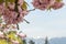 Pink cherry blossom above blurred Vancouver mountains with snow