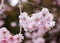 Pink cherry blossom along the pathway in springtime, Japan